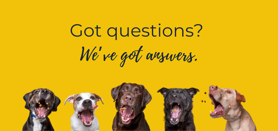 Pawfect Plates FAQs with 5 dogs having treats