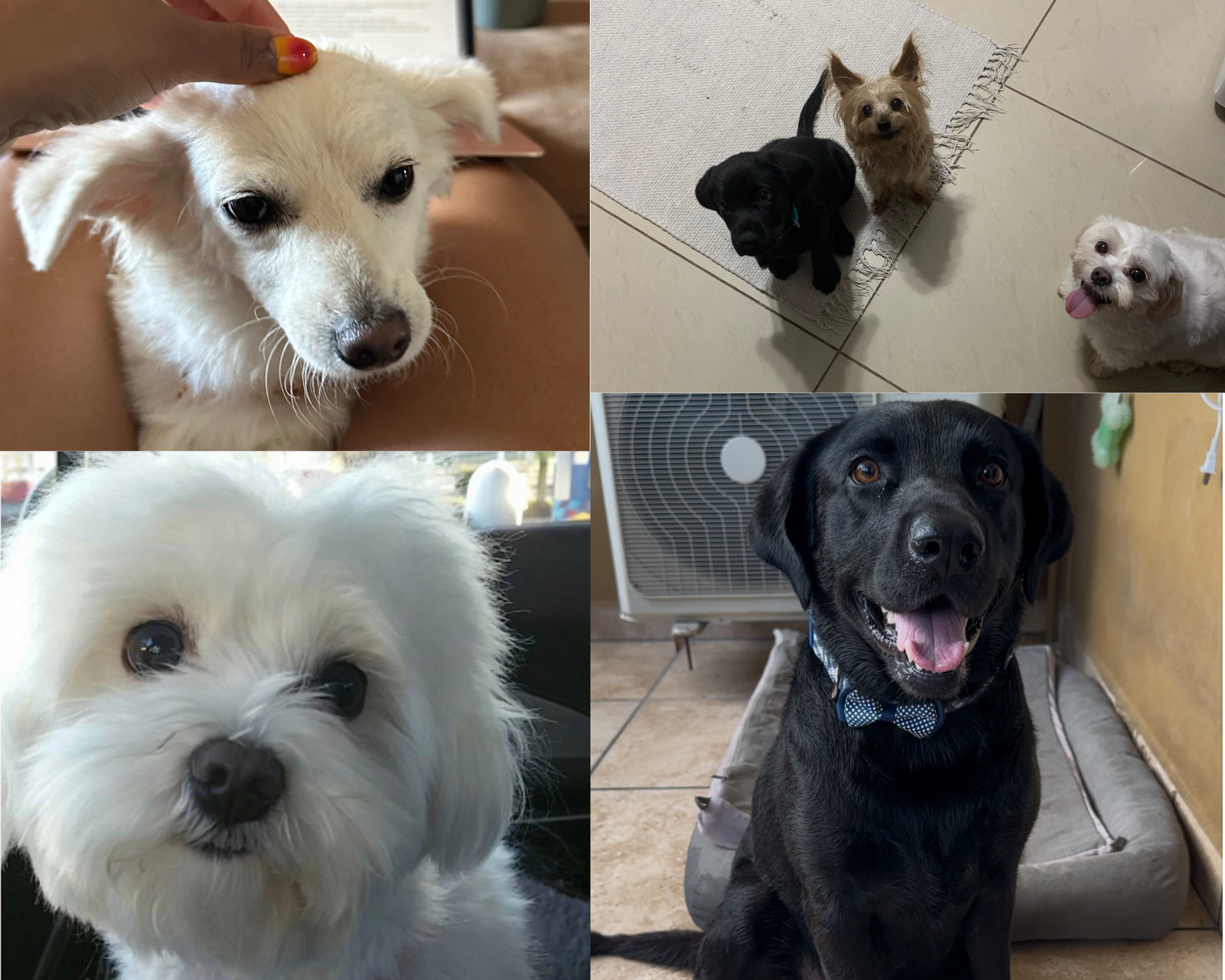 Pawfect Plates Story of how it started