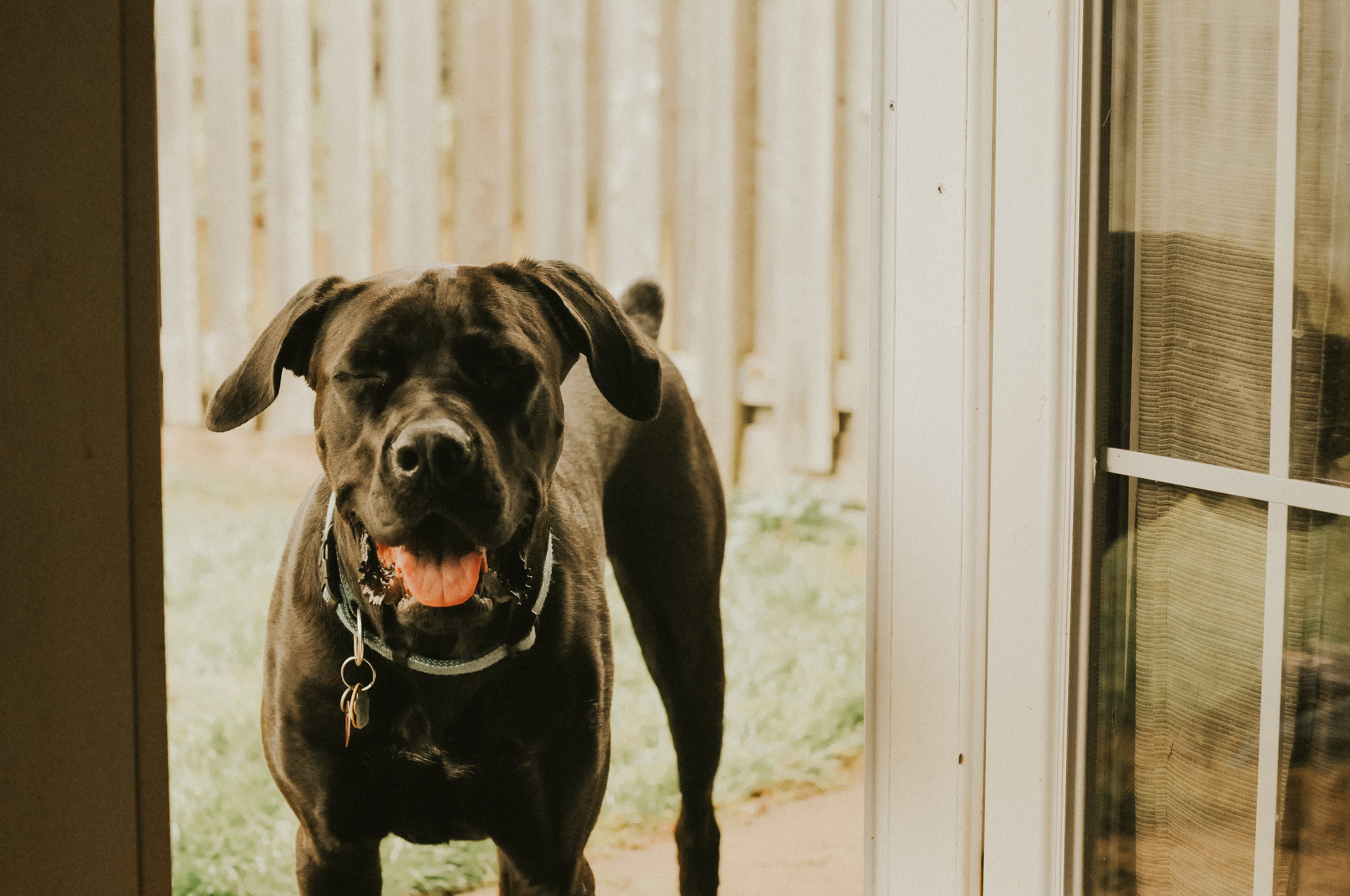 Pawfect Plates black dog panting for treats